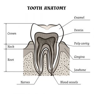 Tooth Anatomy | Guide To Dental Stem Cell Companies | Tooth Stem Cells