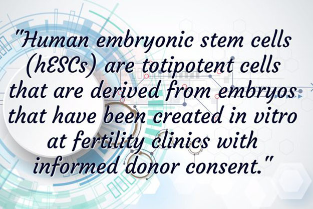 Embryonic Stem Cells | Where Do Stem Cells Come From? | Basics Of Stem Cell Therapy