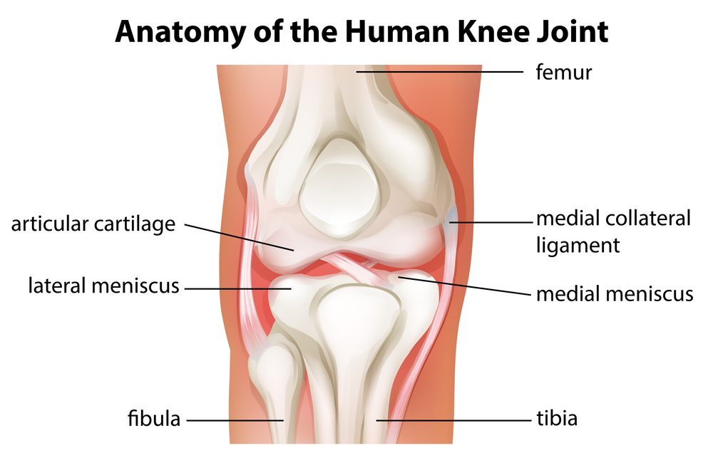 Stem Cell Therapy Used to Treat Torn Meniscus - Human knee joint anatomy