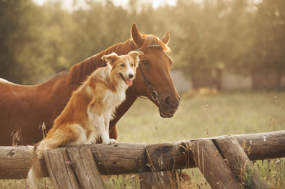 VetiCell Launches Veterinary Stem Cell Preservation Program - Red border collie dog and horse