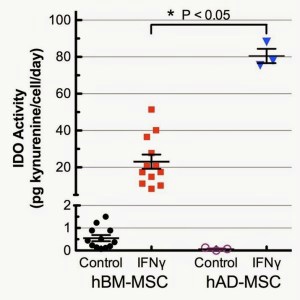 IDO Activity | Adipose versus Bone Marrow-Derived Human MSCs (hMSCs)