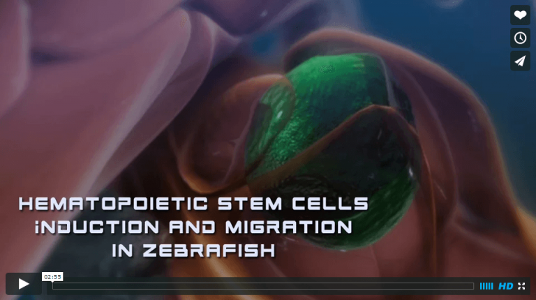 phd stanford stem cell