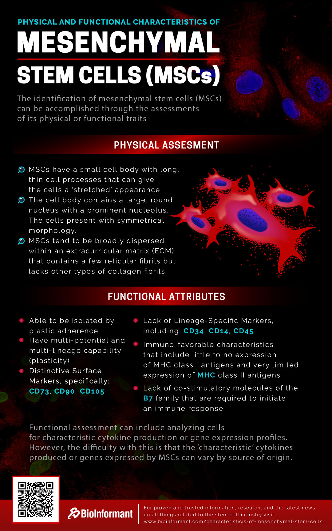 infographic | Physical and Functional Characteristics of Mesenchymal Stem Cells 