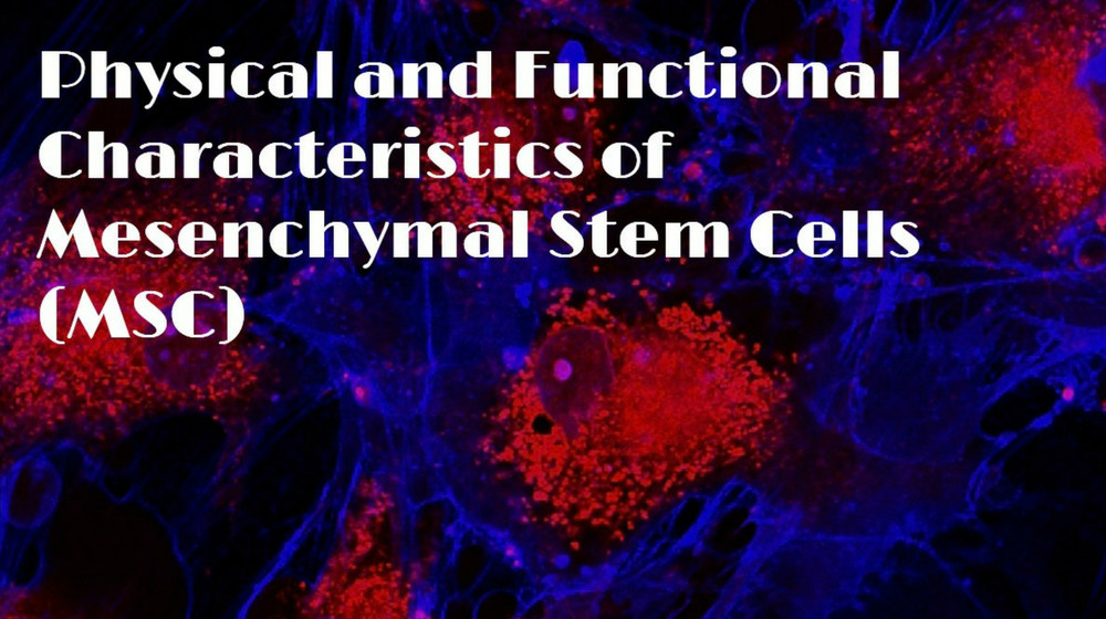 Characteristics of Stem Cells | Physical and Functional Characteristics of Mesenchymal Stem Cells (MSC)