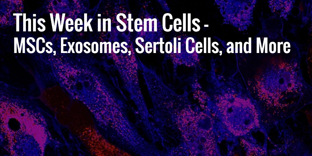 MSCs, Exosomes, and Sertoli Cells