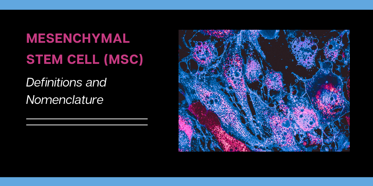 间充质干细胞 (MSC)：定义和命名