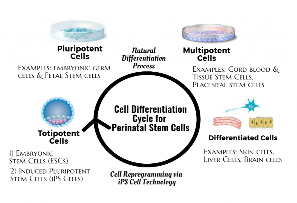 What Are Perinatal Stem Cells Your Definitive Guide