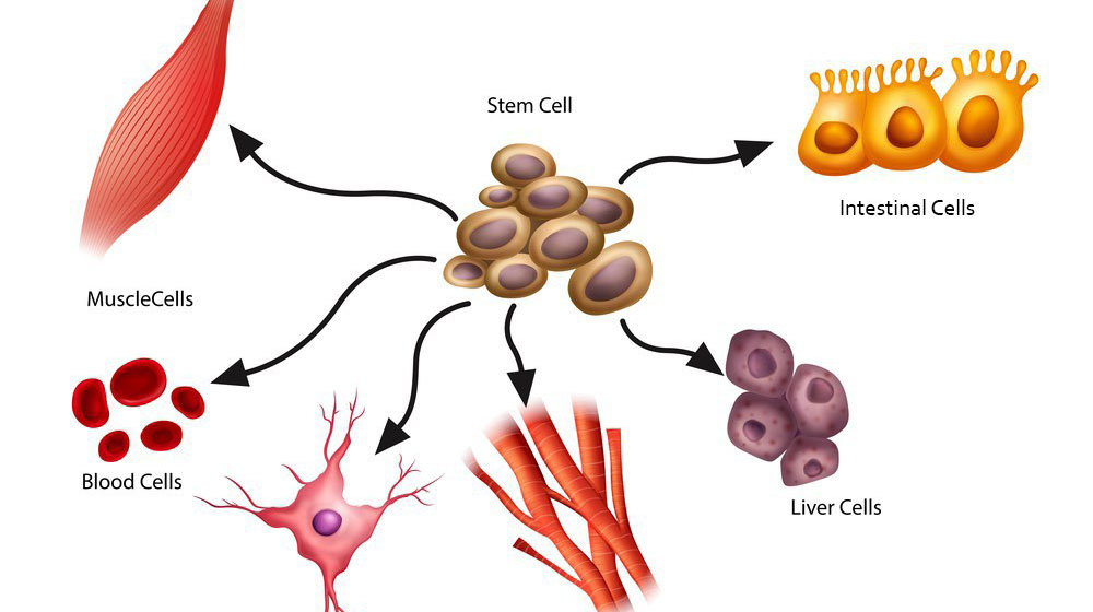 stem cells definition | What are Stem Cells, Exactly? [Fact Sheet]