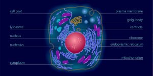what are exosomes | definition