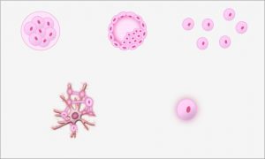 5 Types of Stem Cells | 干细胞