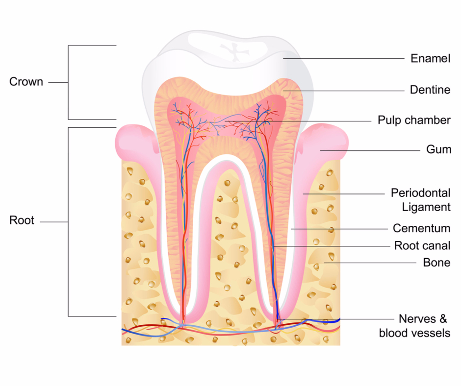 Dental Stem Cells - Anatomy