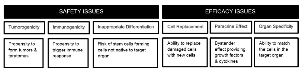 Safety and Efficacy | The Future of Stem Cell Therapeutics – Balancing Safety and Efficacy
