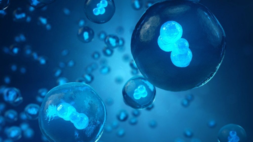 人类胚胎干细胞研究史