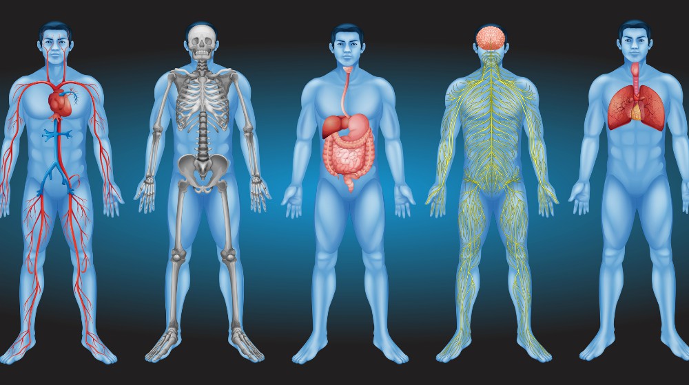 Feature | Where Do Stem Cells Come From? | Basics Of Stem Cell Therapy