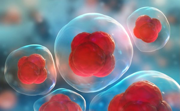 What are Stem Cells? A Short Guide to Everything You Need to Know
