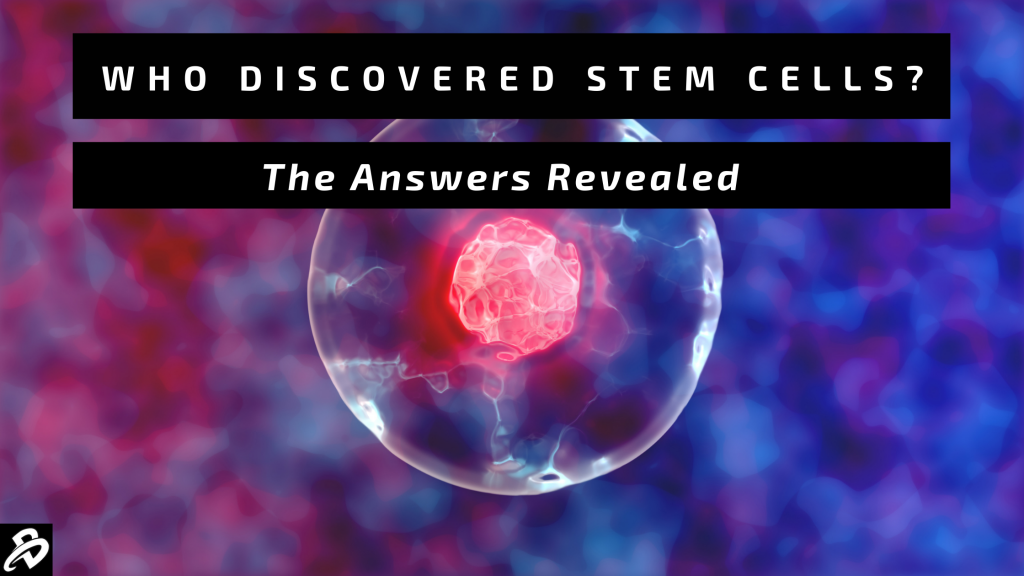 Who discovered stem cells?