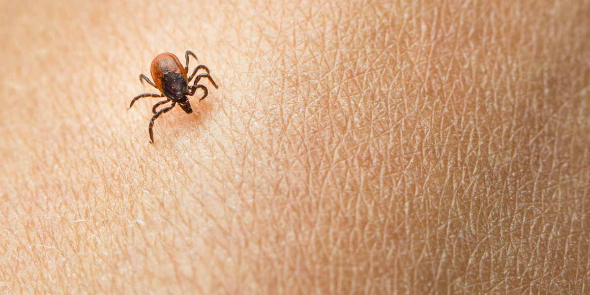 stem cell treatment for lyme disease