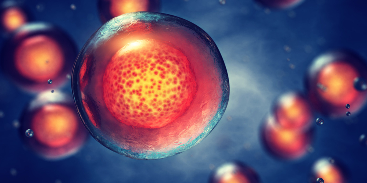 where are stem cells found