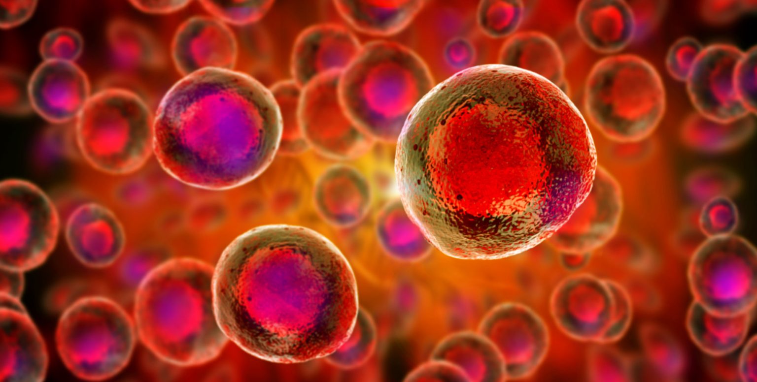 Stem Cells And Aging What s The Connection BioInformant