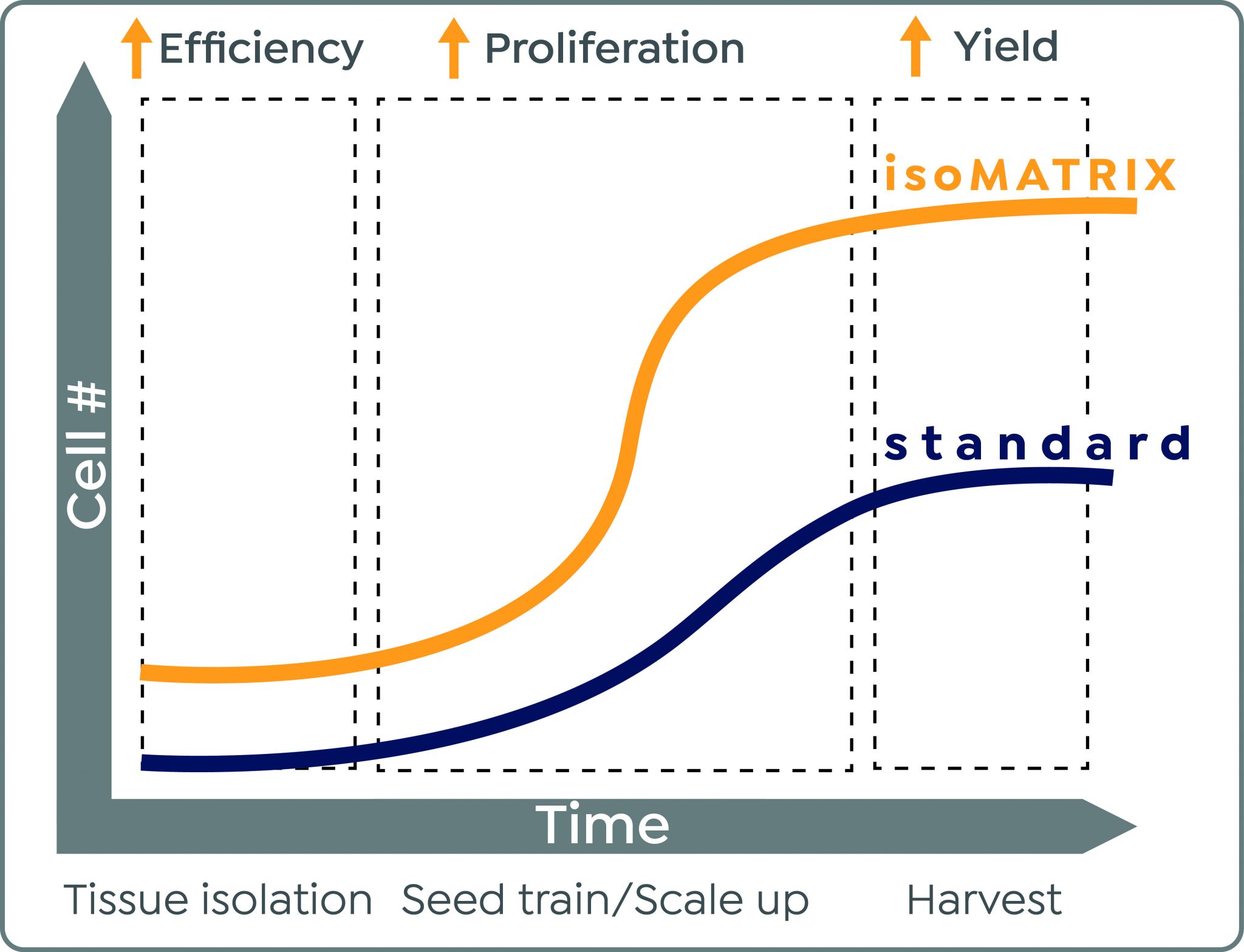 denovoMATRIX releases isoMATRIX: First high-yield MSC isolation technology