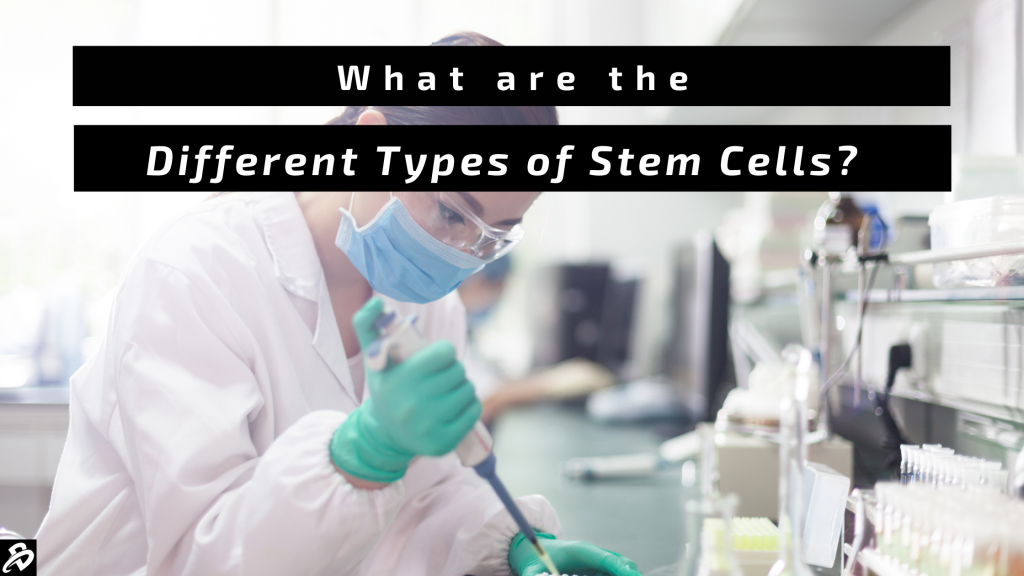 What are the Different Types of Stem Cells