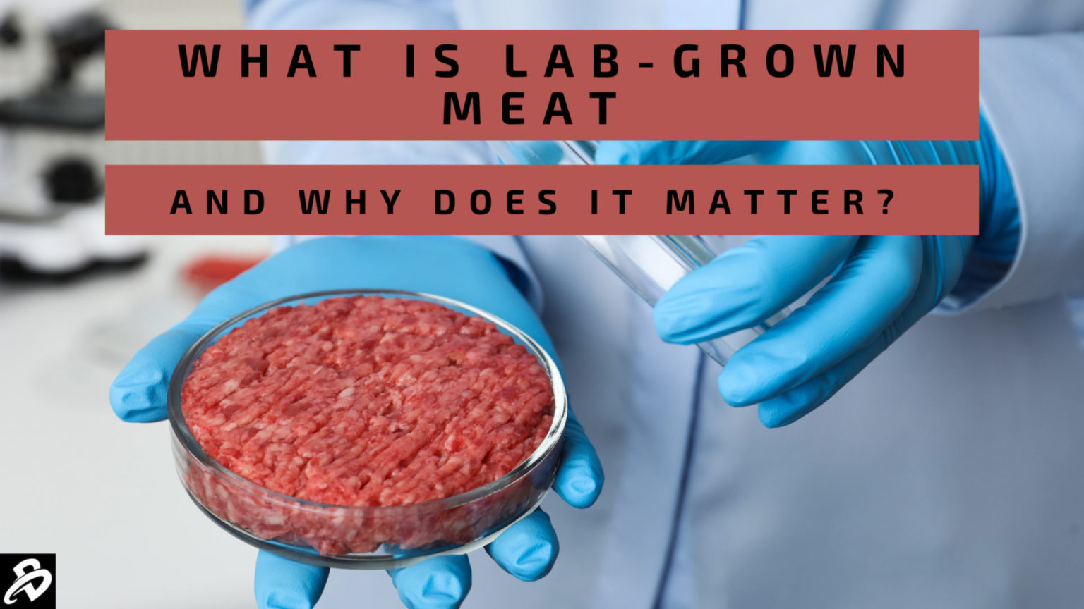 essay about lab grown meat
