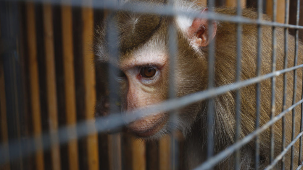 Congress to reduce animal testing