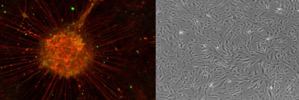 cgmp ipsc generation