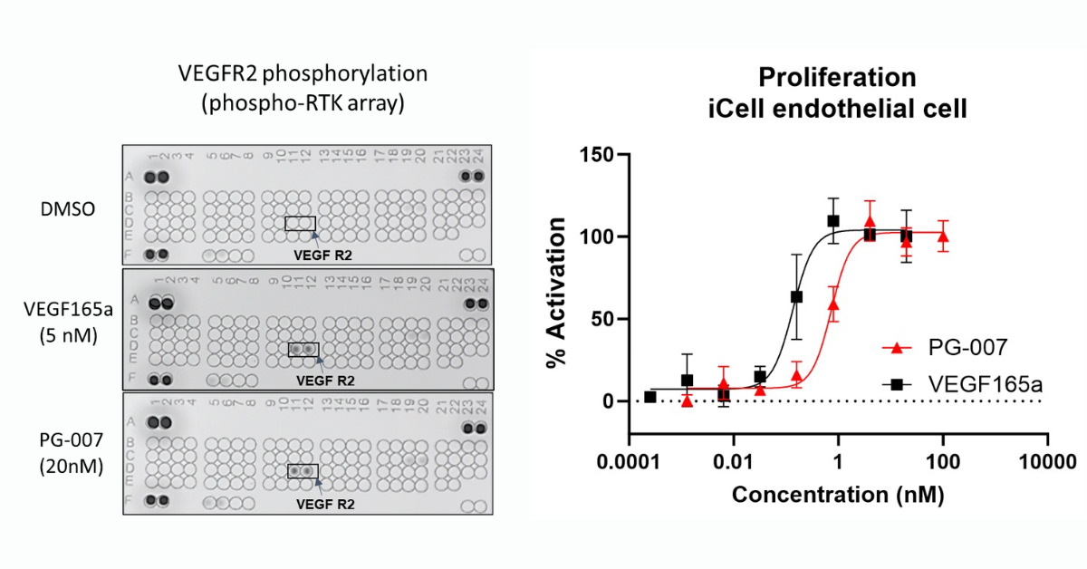 VEGFR2 and Prolifiration of iCell endothelial cell