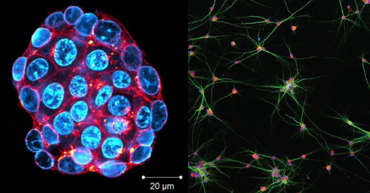 Immunoflourescenet staining within hours