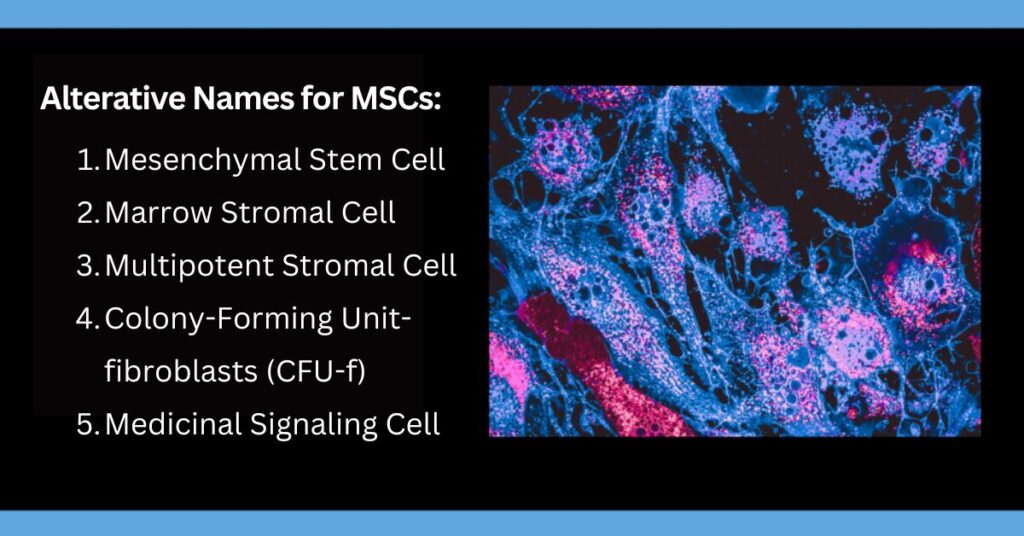 Alternative Names for MSCs - Mesenchymal Stem Cells