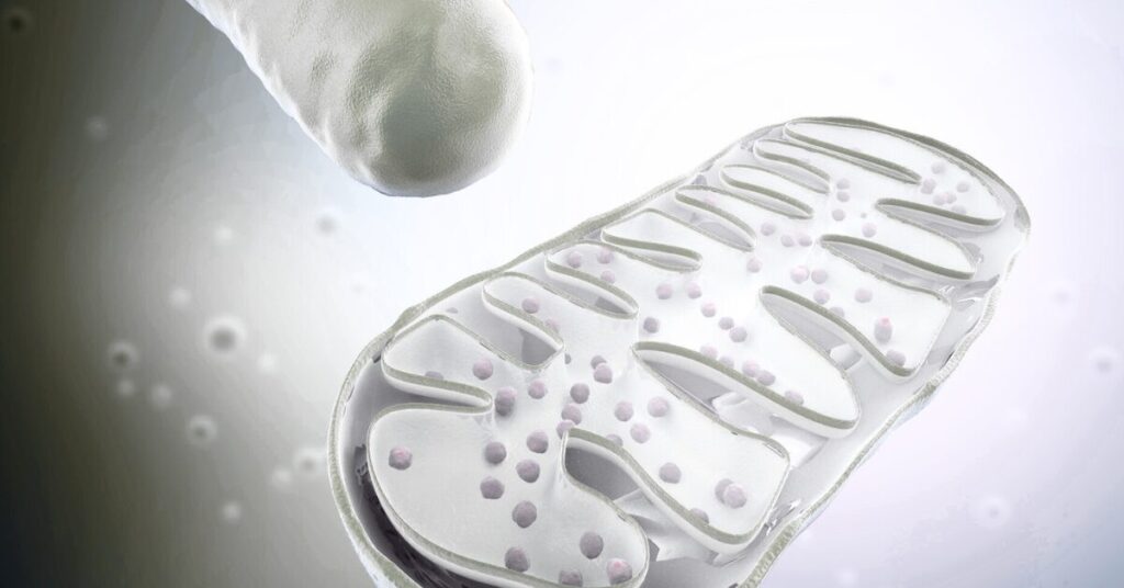 urolithin-a-mitochondrial-health