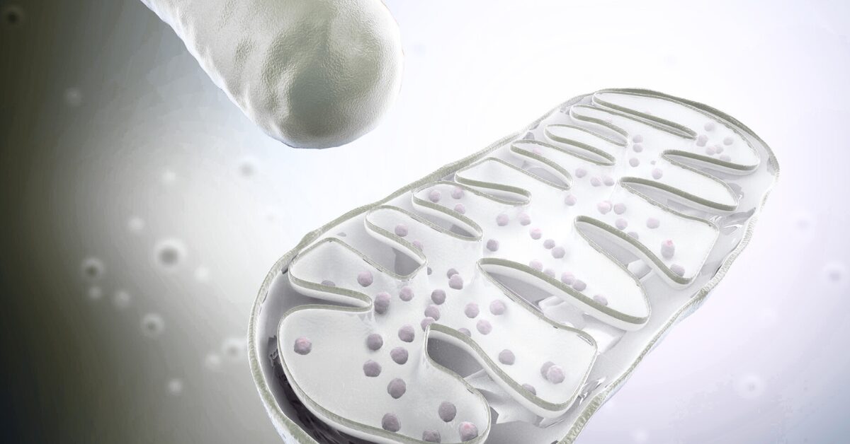 urolithin-a-mitochondrial-health