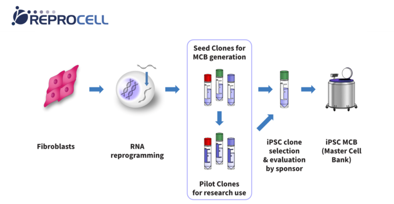 Ruby Cell Line Ipsc REPROCELL’s Clinical-Grade iPSCs: Advancing Cell Therapy | BioInformant