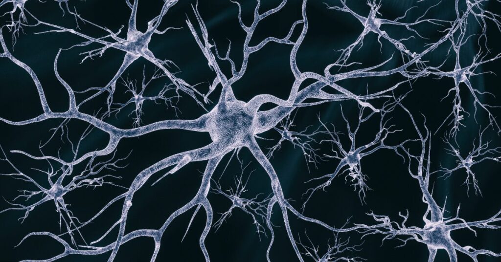 Neural Stem Cells