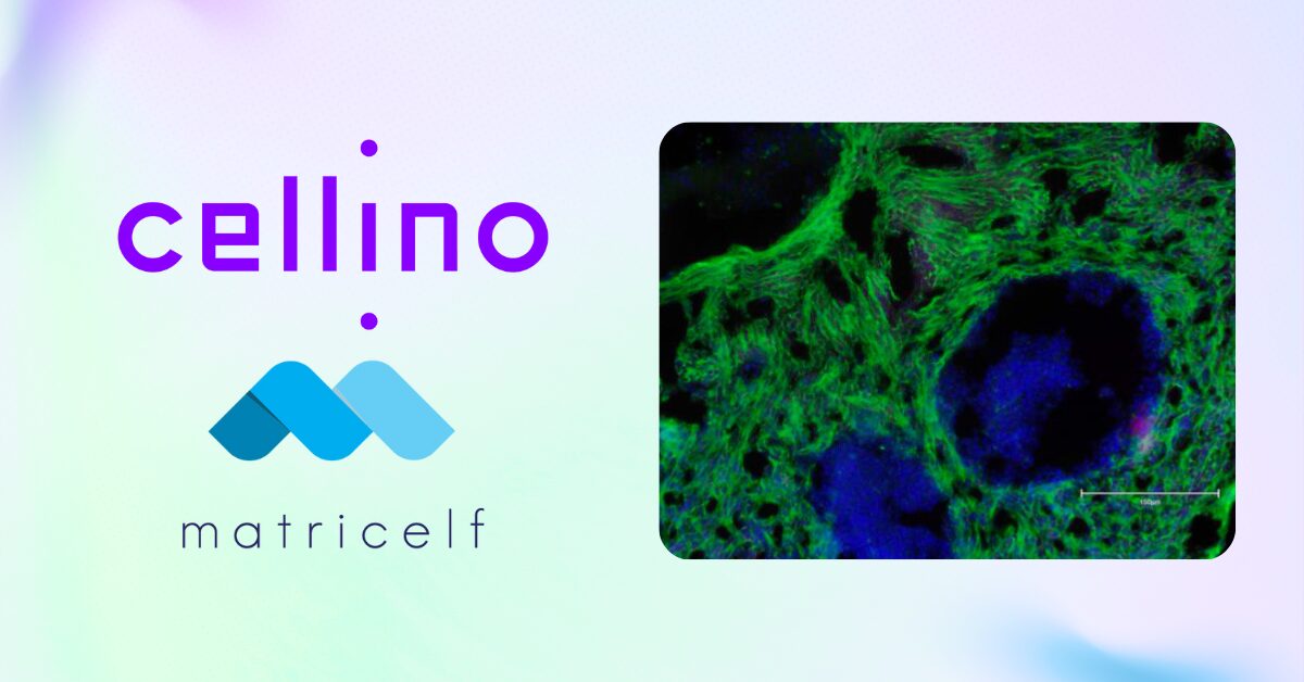 cellino-and-matricelf-announce-global-collaboration