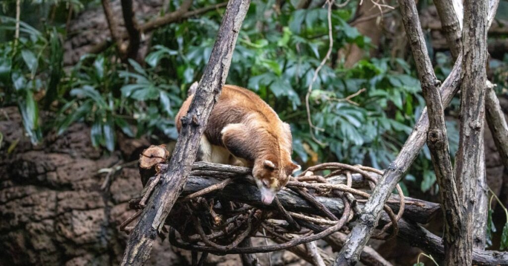 iPSCs Wildlife Conservation