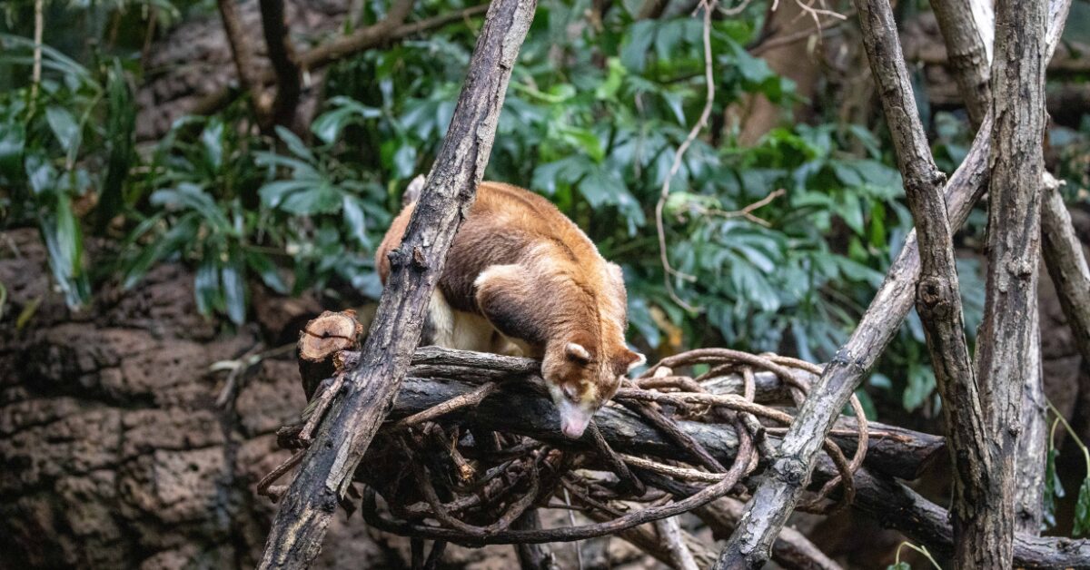 iPSCs Wildlife Conservation