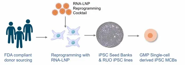 iPSC reprogramming diagram