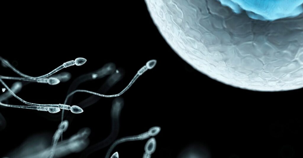 Japan Fertilized Embryo Research Using iPSC-Derived Eggs and Sperm
