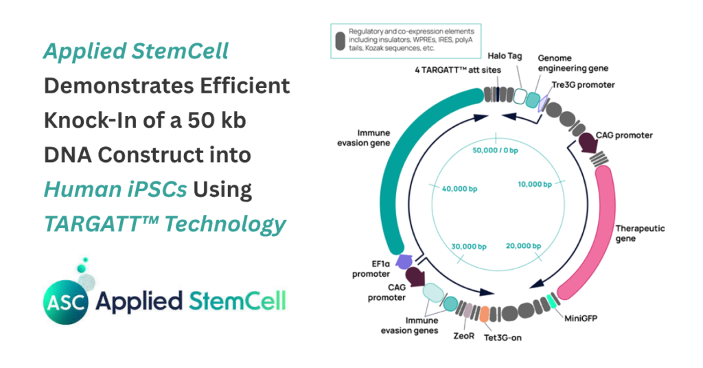 Applied StemCells, Humans iPSCs TARGATT™ Technology